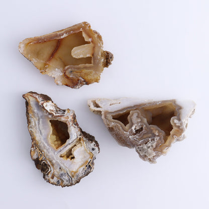 Agatized Coral Flat - Expert Wholesale and Supplier of Wholesale Crystals & Bulk Gemstones, ["Agate","Agatized Coral","Coral","United States"]