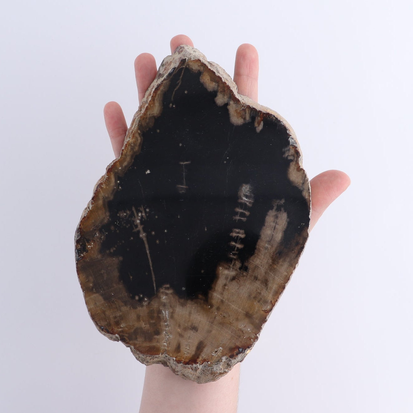 Petrified Wood Slices & Slabs Set of 4