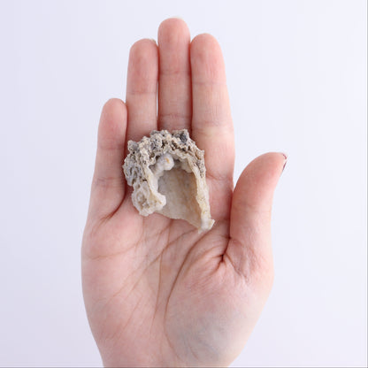 Agatized Coral Flat - Expert Wholesale and Supplier of Wholesale Crystals & Bulk Gemstones, ["Agate","Agatized Coral","Coral","United States"]