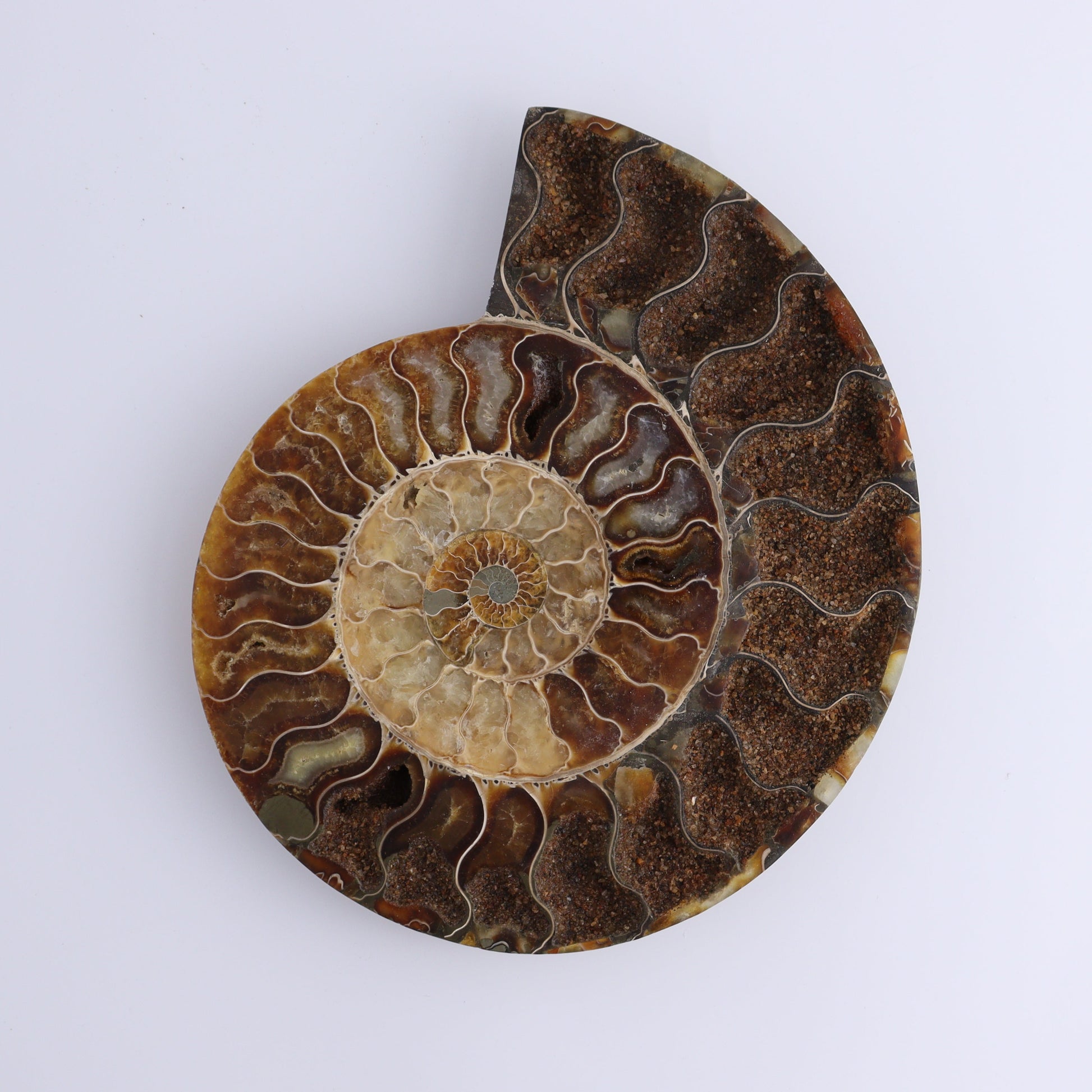 Ammonite Pair - Expert Wholesale and Supplier of Wholesale Crystals & Bulk Gemstones, ["Ammonite","close_30","Madagascar","shells"]