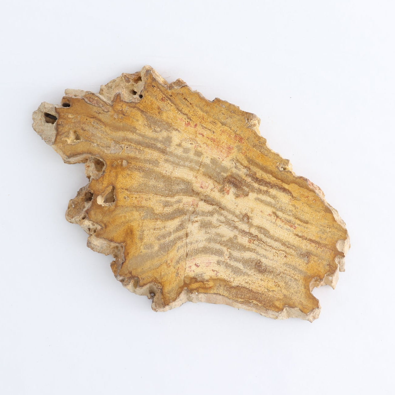 Petrified Wood Slices & Slabs Set of 4