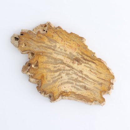 Petrified Wood Slices & Slabs Set of 4