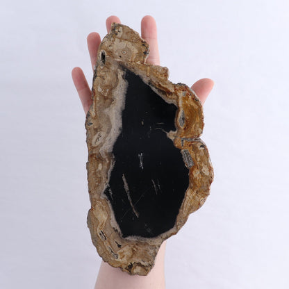 Petrified Wood Slices & Slabs Set of 3