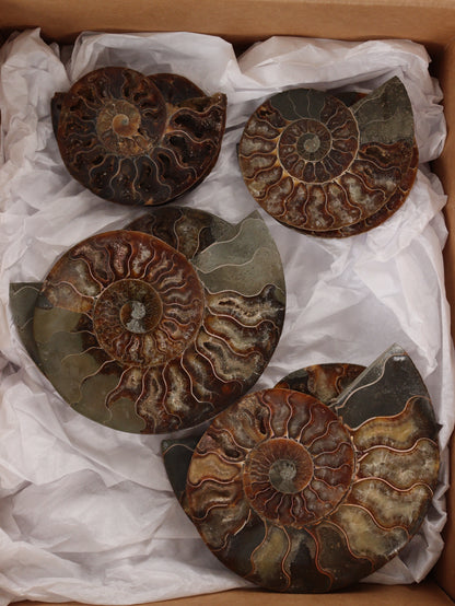 Ammonite Pairs Set of 4