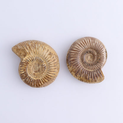 Fossilized Ammonite Set of 9 - Expert Wholesale and Supplier of Wholesale Crystals & Bulk Gemstones, ["Ammonite","Fossilized Ammonite","Madagascar"]