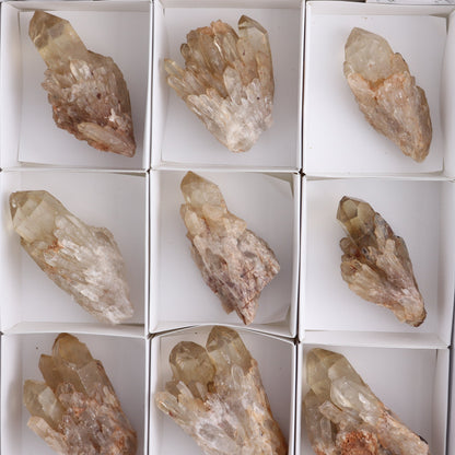 Congo Citrine Set of 12