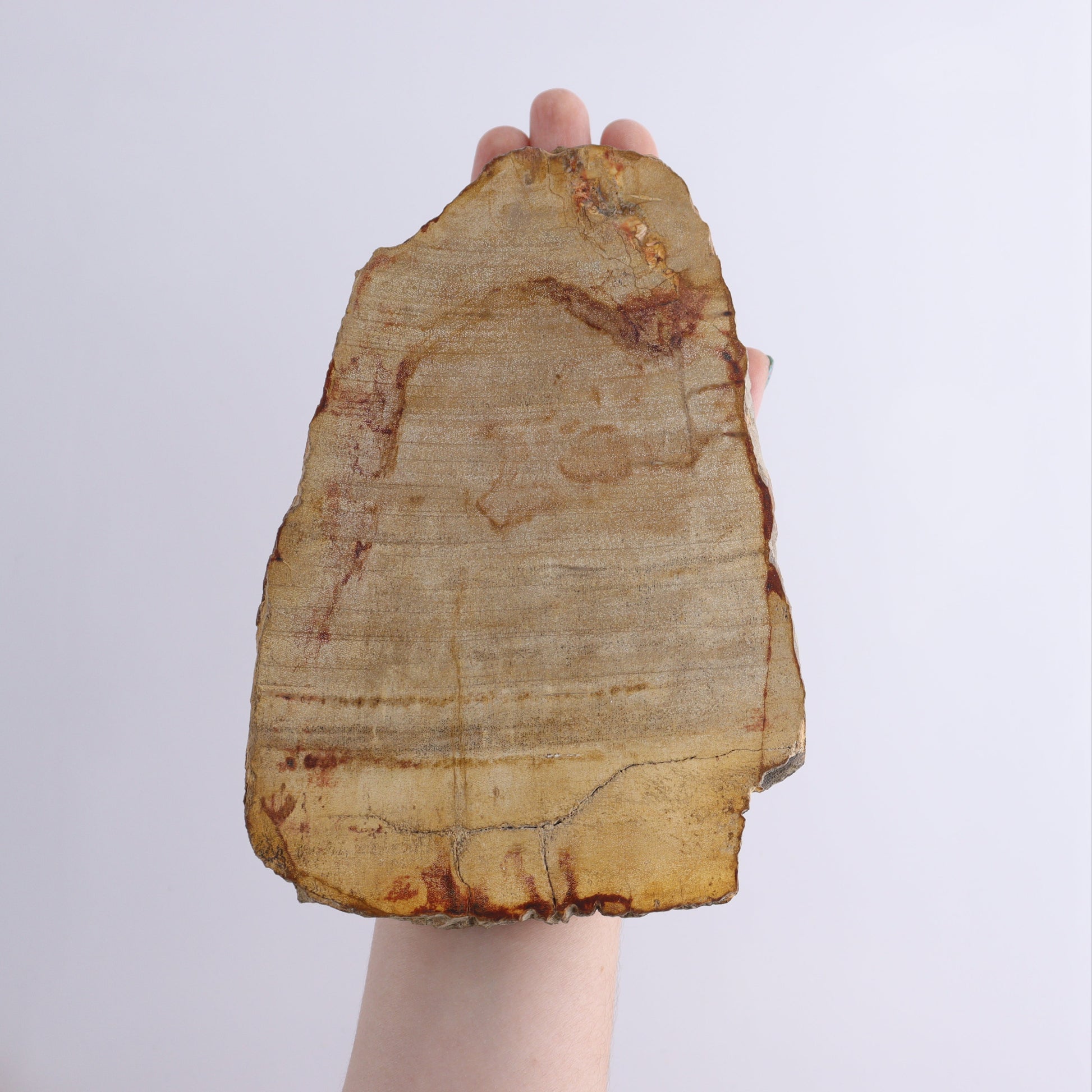 Petrified Wood Slices & Slabs Set of 3 - Expert Wholesale and Supplier of Wholesale Crystals & Bulk Gemstones, ["Freeforms","Indonesia","Petrified Wood","Slices and Slabs"]