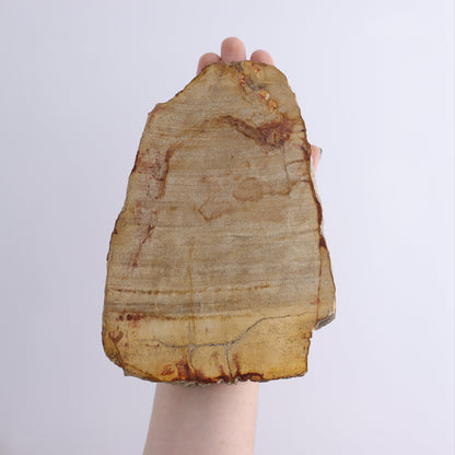 Petrified Wood Slices & Slabs Set of 3 - Expert Wholesale and Supplier of Wholesale Crystals & Bulk Gemstones, ["Freeforms","Indonesia","Petrified Wood","Slices and Slabs"]
