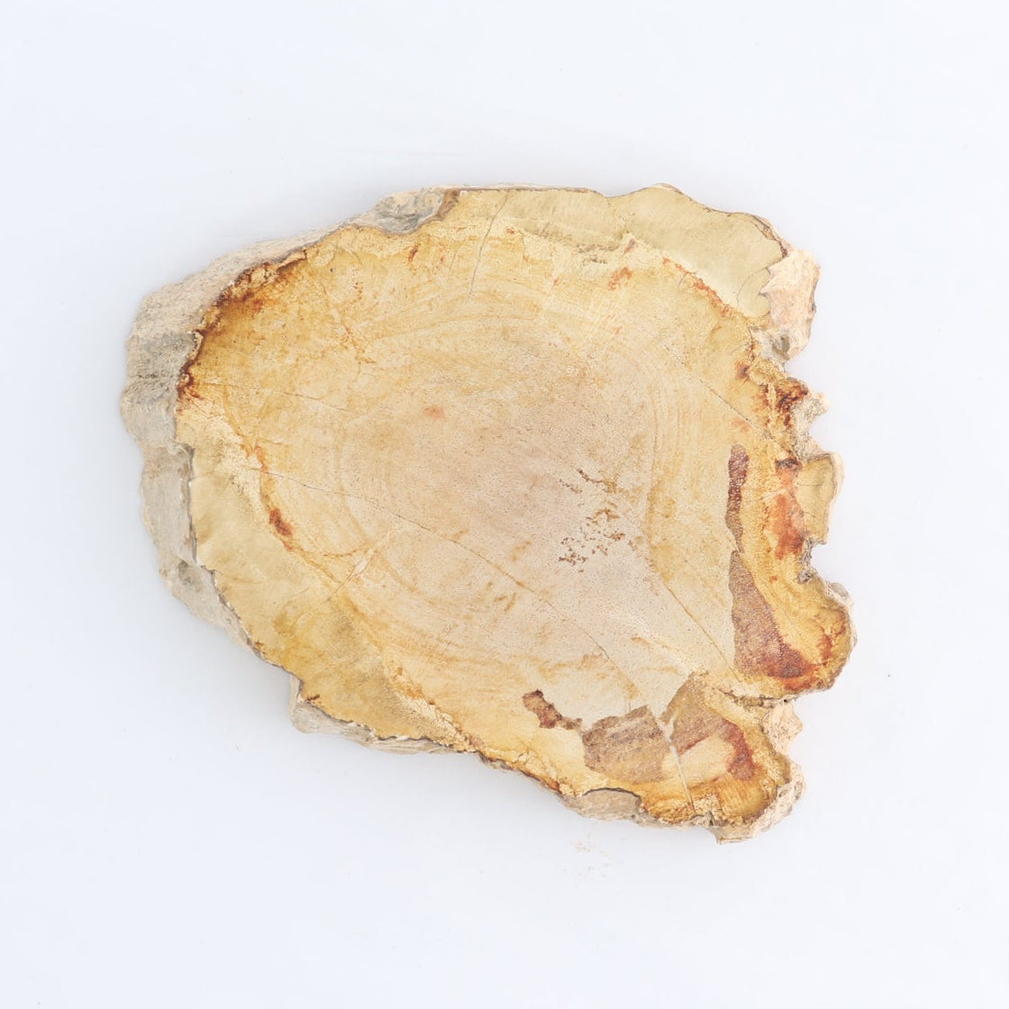 Petrified Wood Slices & Slabs Set of 4