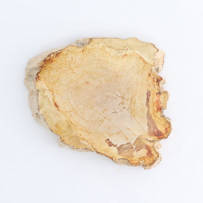 Petrified Wood Slices & Slabs Set of 4