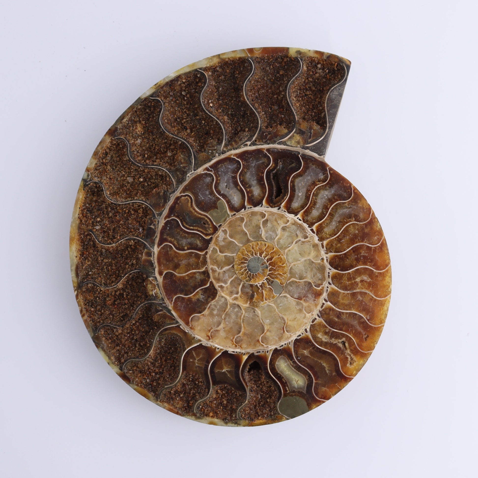 Ammonite Pair - Expert Wholesale and Supplier of Wholesale Crystals & Bulk Gemstones, ["Ammonite","close_30","Madagascar","shells"]