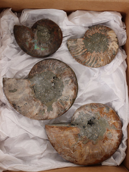 Ammonite Pairs Set of 4