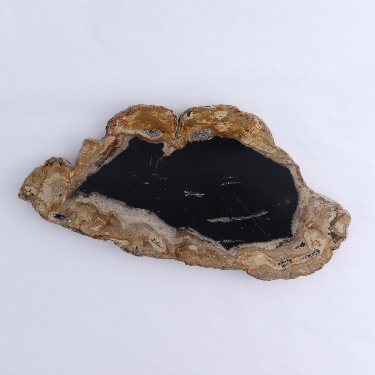 Petrified Wood Slices & Slabs Set of 3