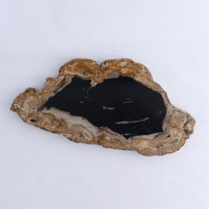 Petrified Wood Slices & Slabs Set of 3