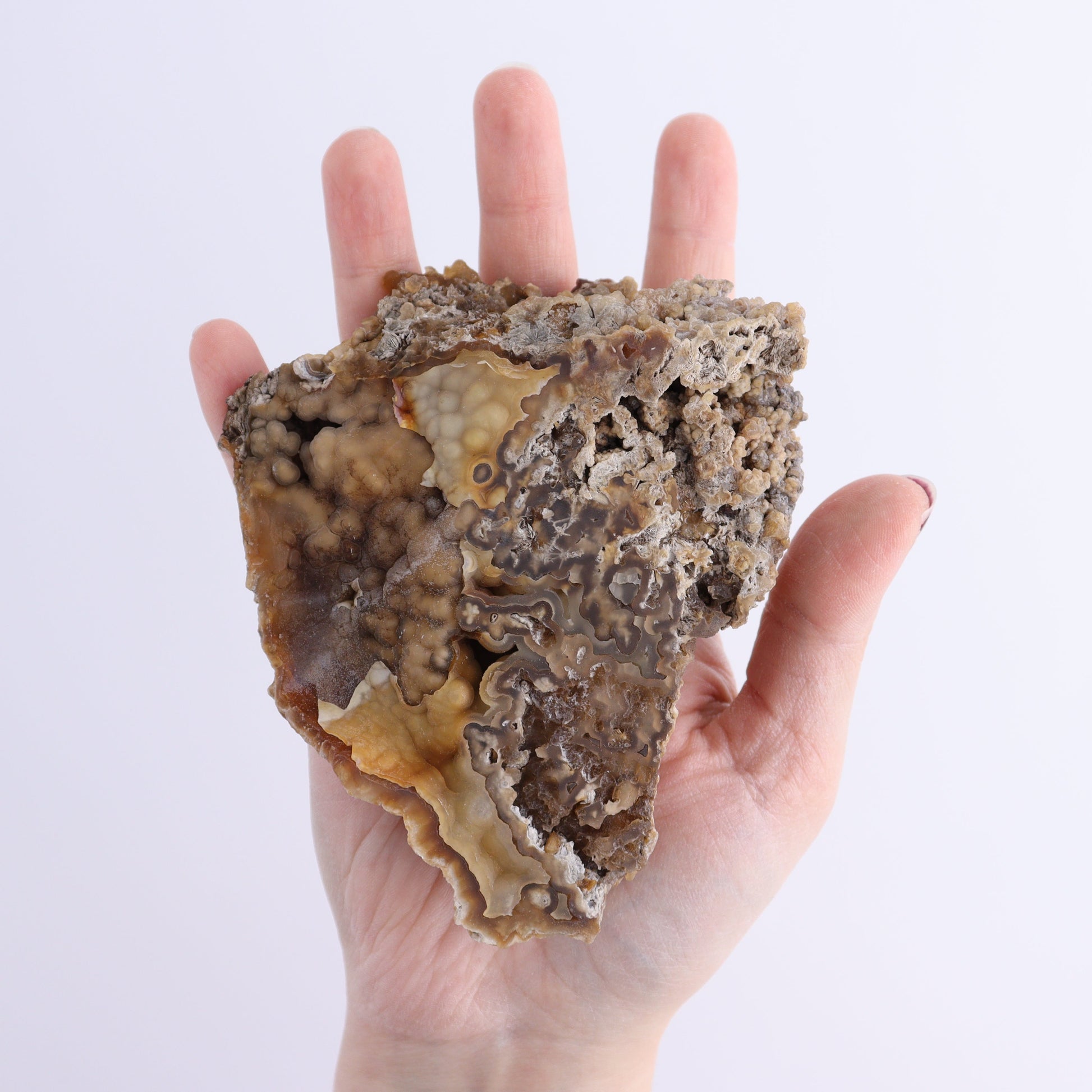 Agatized Coral Flat - Expert Wholesale and Supplier of Wholesale Crystals & Bulk Gemstones, ["Agate","Agatized Coral","Coral","United States"]