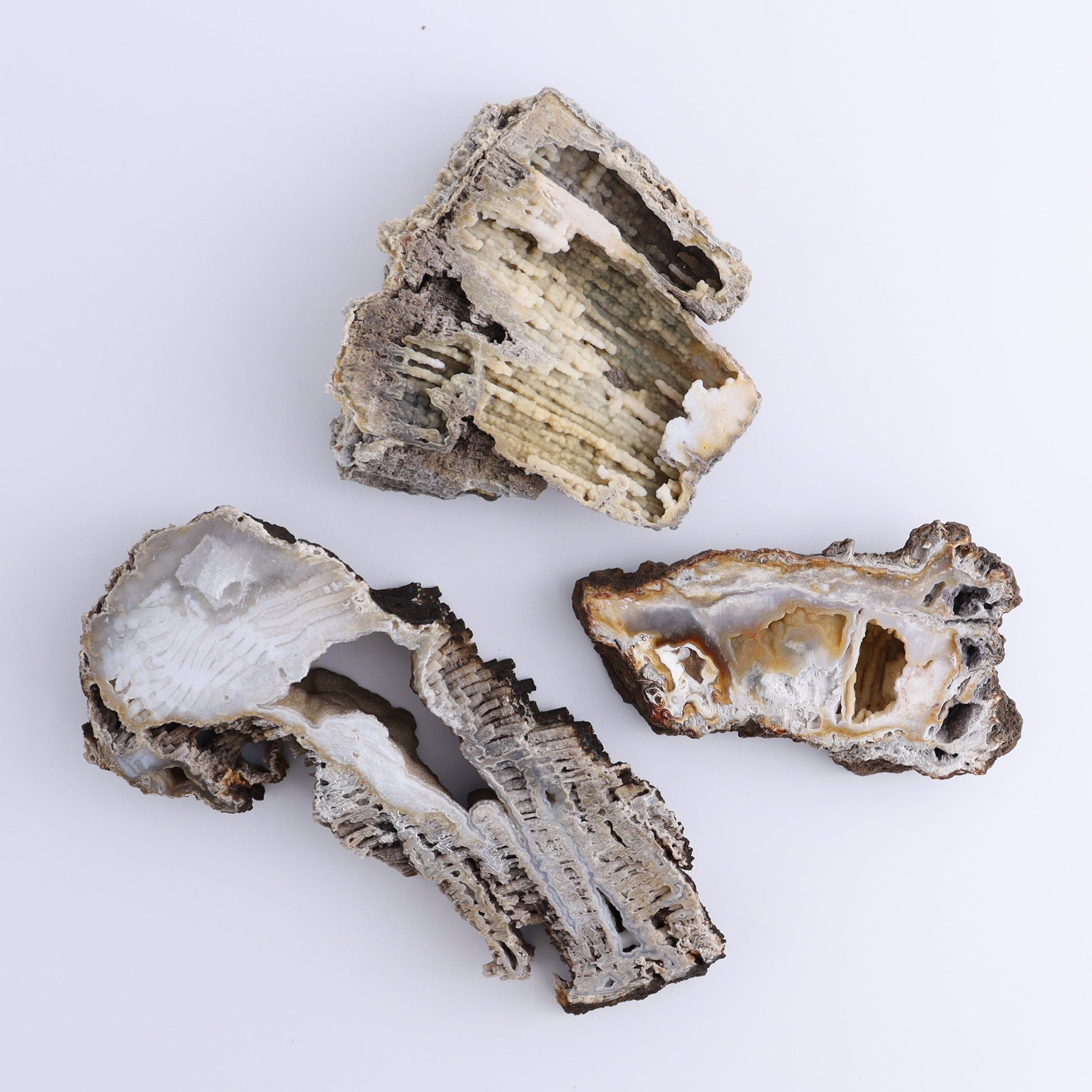 Agatized Coral Flat - Expert Wholesale and Supplier of Wholesale Crystals & Bulk Gemstones, ["Agate","Agatized Coral","Coral","United States"]