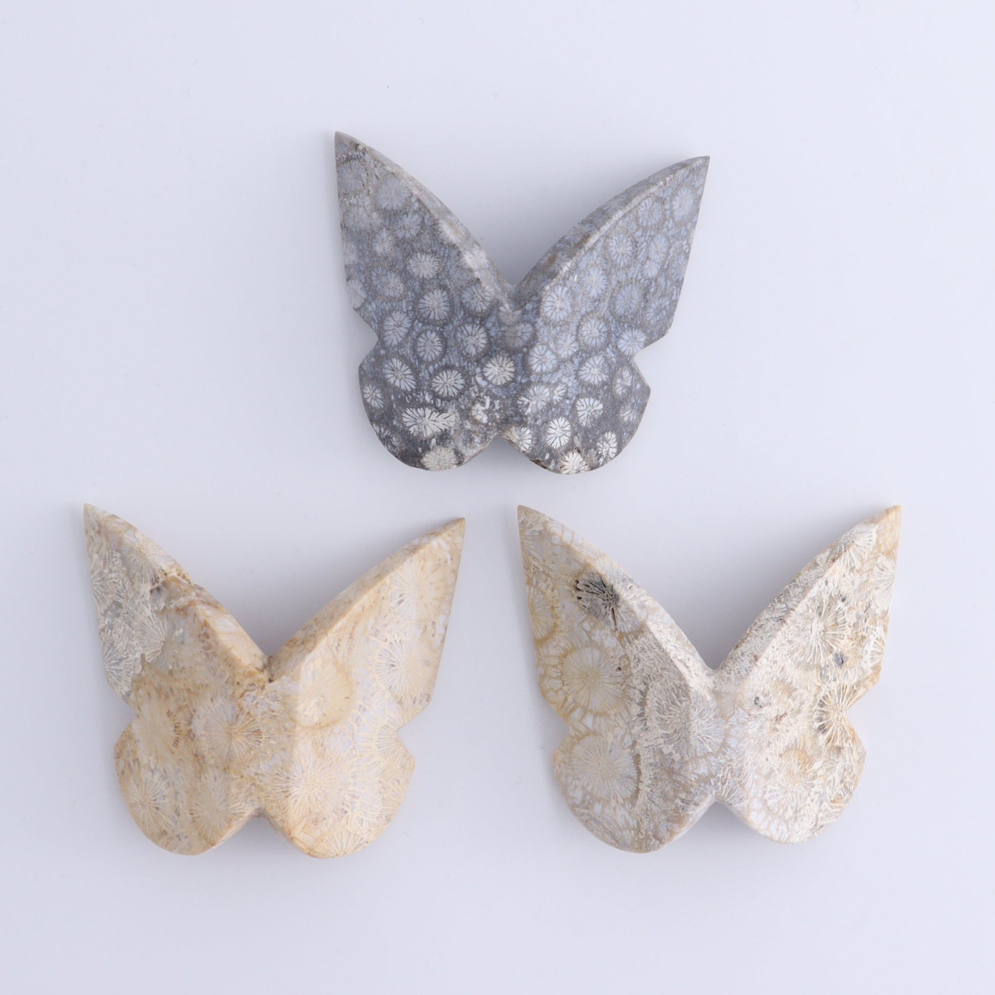 One Fossil Coral Butterfly - Expert Wholesale and Supplier of Wholesale Crystals & Bulk Gemstones, ["Butterflies","Butterfly","fossil coral"]
