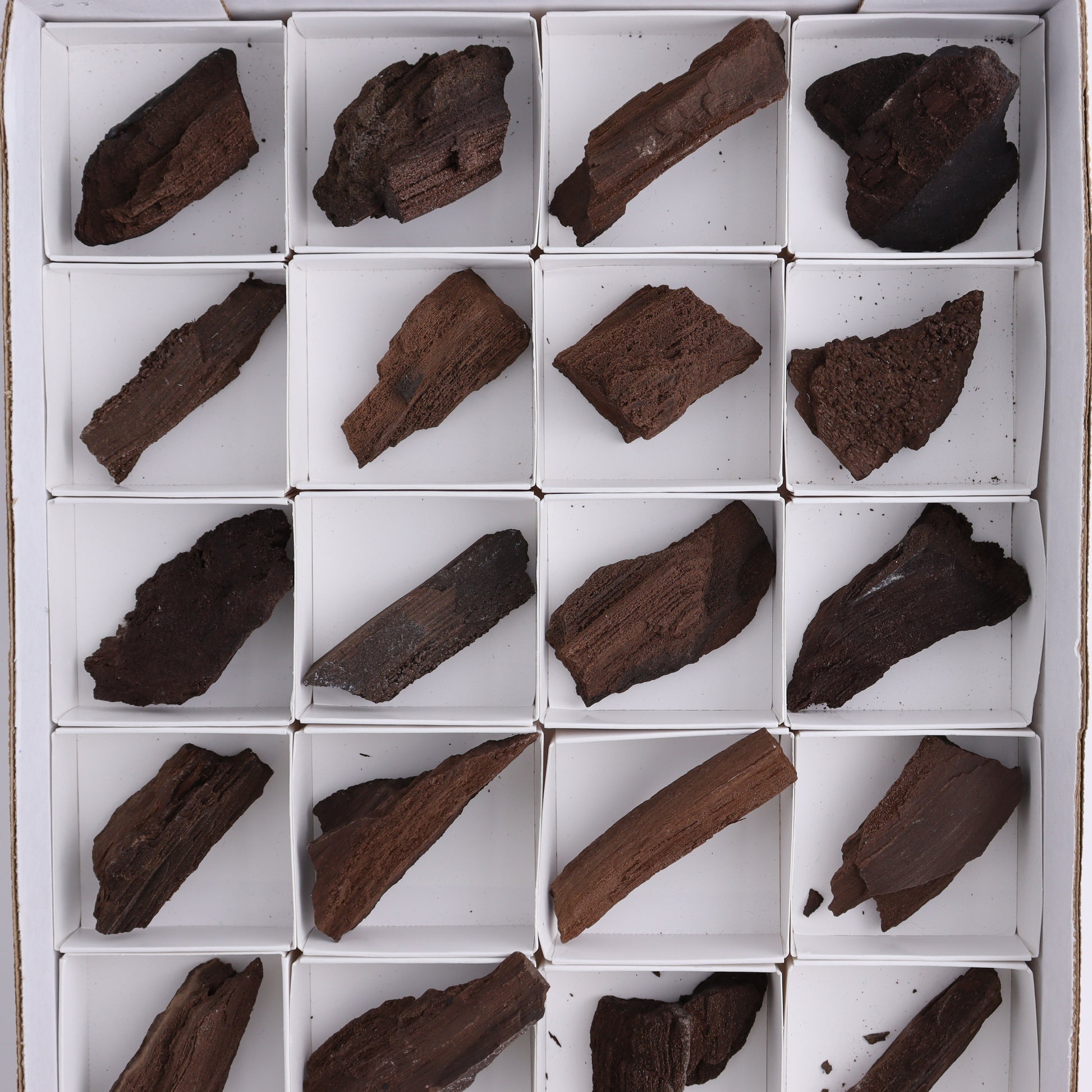 Permineralized Wood Flat of 24 - Expert Wholesale and Supplier of Wholesale Crystals & Bulk Gemstones, ["Flats","Germany","Permineralized Wood"]