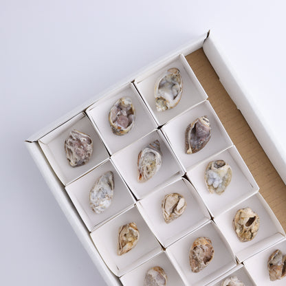 Mixed Shells Flat of 15 - Expert Wholesale and Supplier of Wholesale Crystals & Bulk Gemstones, ["Flats","India","shells"]