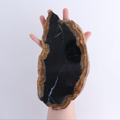 Petrified Wood Slices & Slabs Set of 4