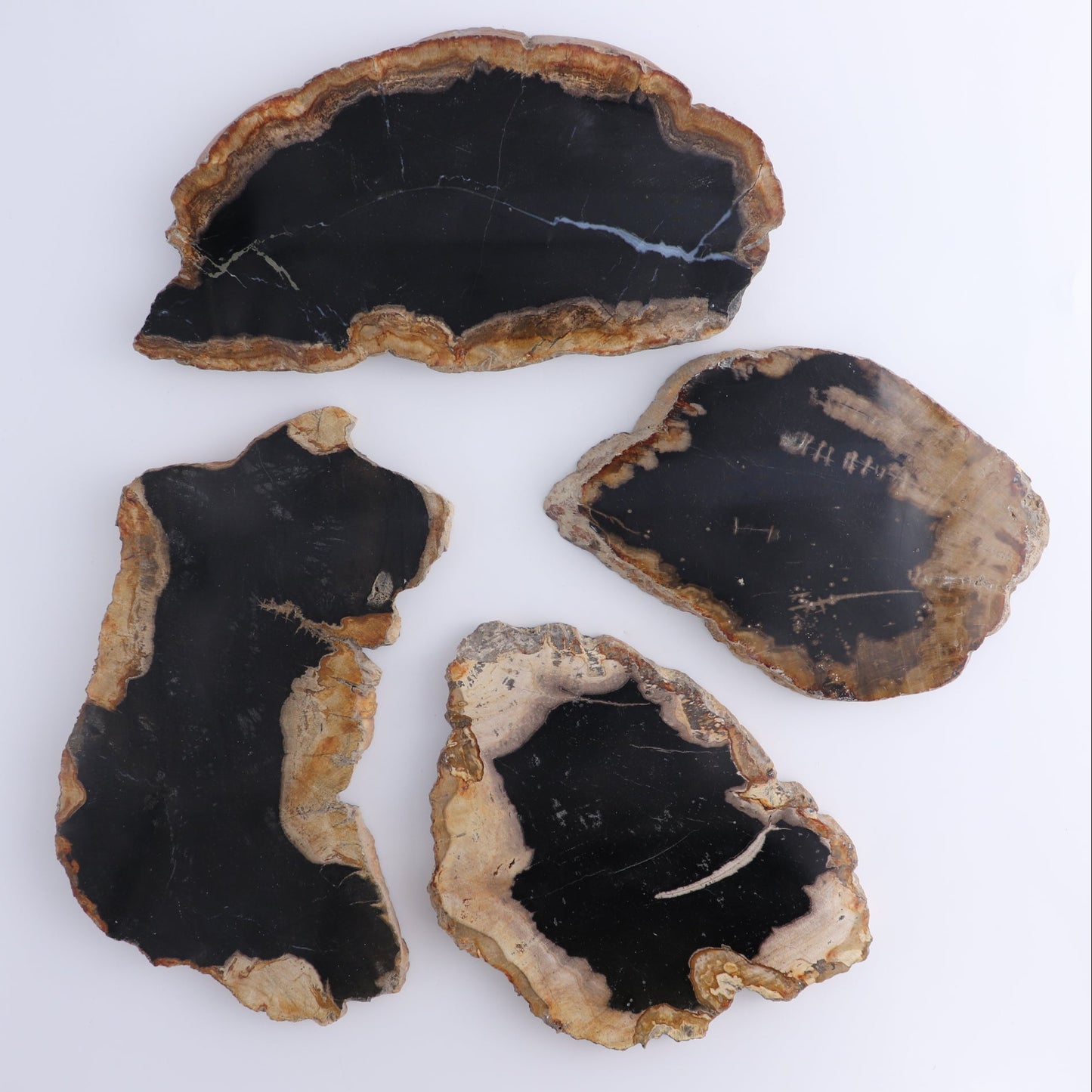 Petrified Wood Slices & Slabs Set of 4