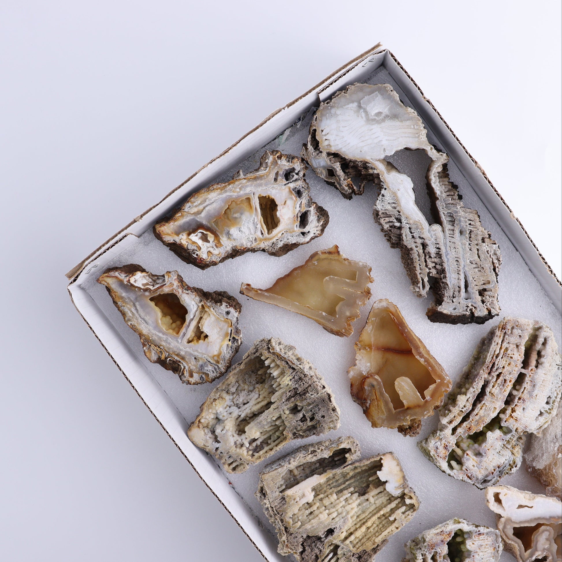 Agatized Coral Flat - Expert Wholesale and Supplier of Wholesale Crystals & Bulk Gemstones, ["Agate","Agatized Coral","Coral","United States"]