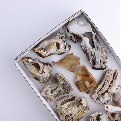 Agatized Coral Flat - Expert Wholesale and Supplier of Wholesale Crystals & Bulk Gemstones, ["Agate","Agatized Coral","Coral","United States"]