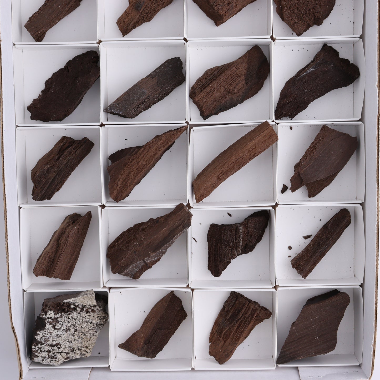 Permineralized Wood Flat of 24 - Expert Wholesale and Supplier of Wholesale Crystals & Bulk Gemstones, ["Flats","Germany","Permineralized Wood"]