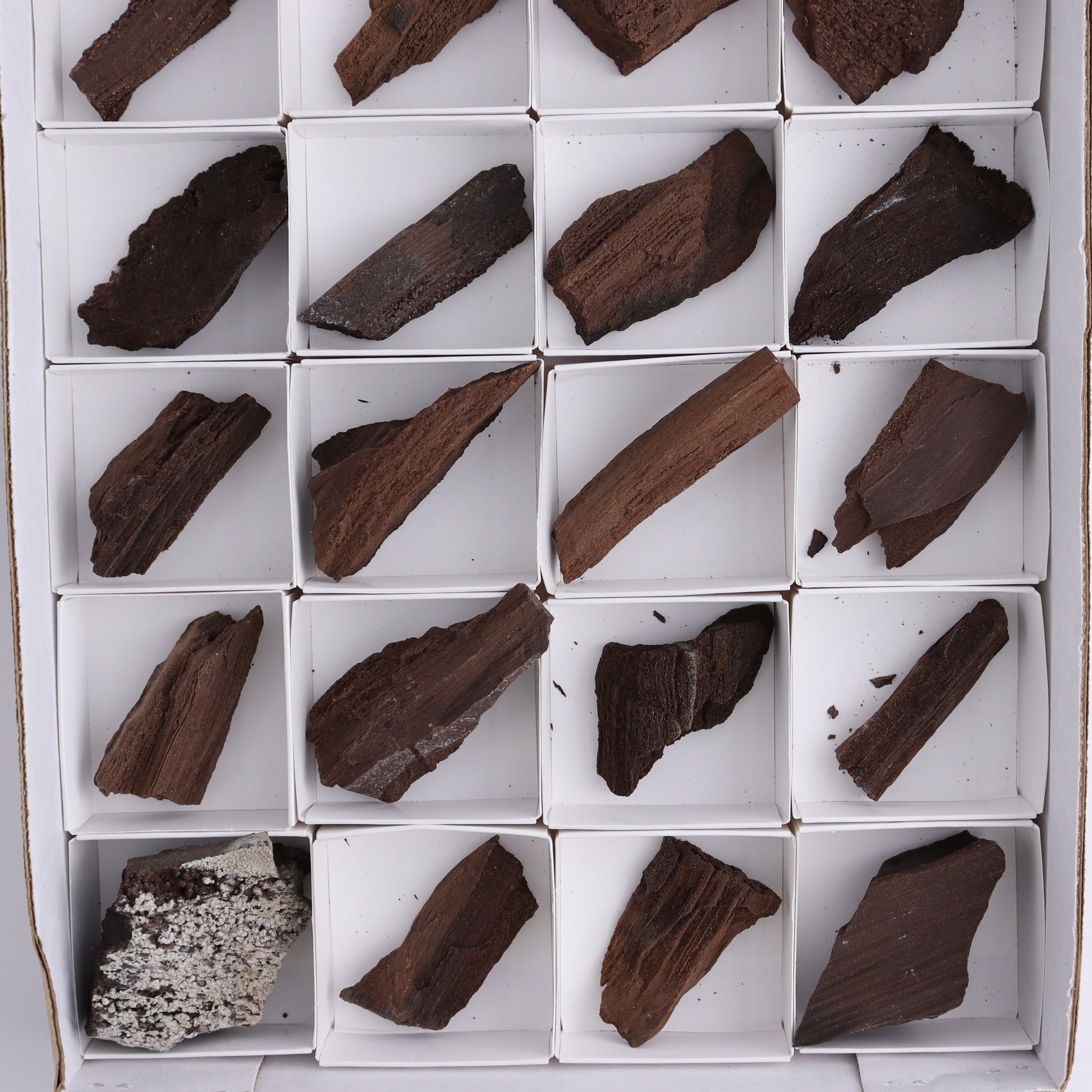 Permineralized Wood Flat of 24 - Expert Wholesale and Supplier of Wholesale Crystals & Bulk Gemstones, ["Flats","Germany","Permineralized Wood"]