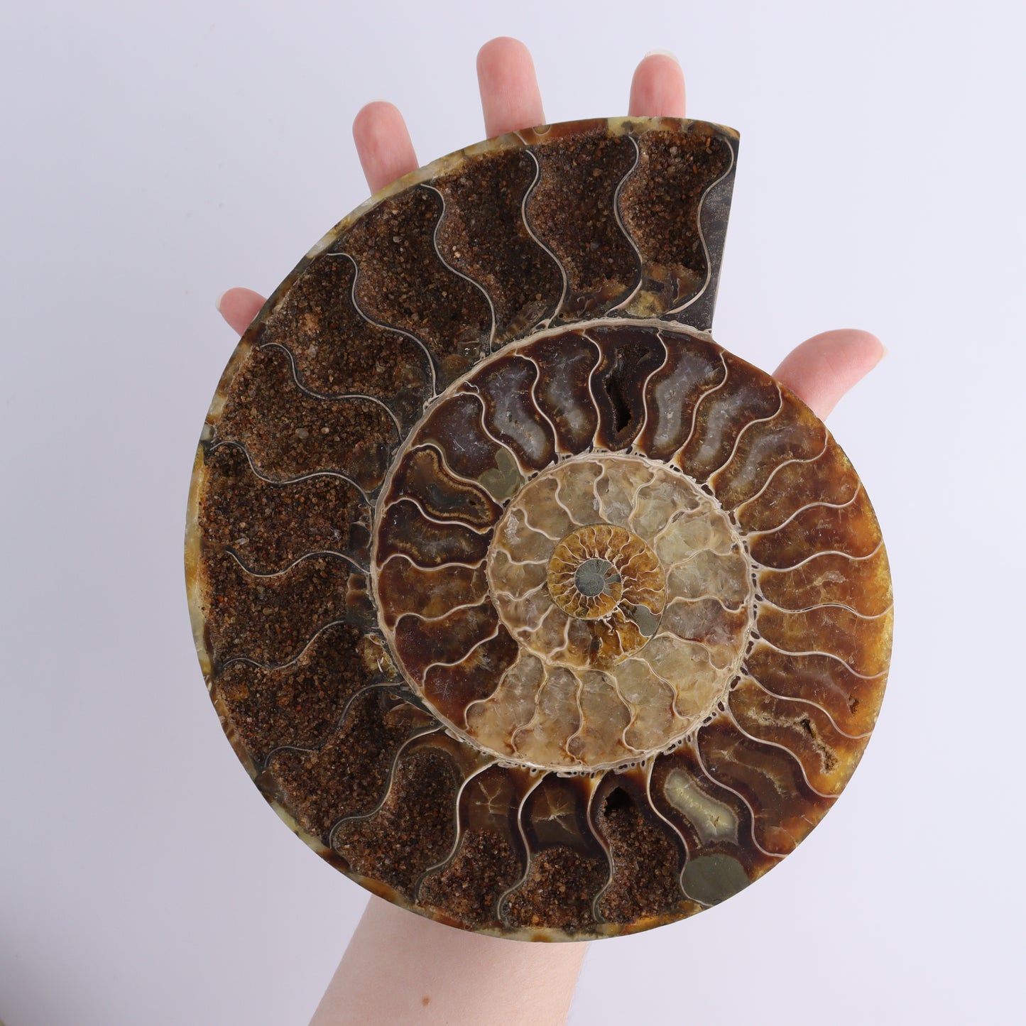 Ammonite Pair - Expert Wholesale and Supplier of Wholesale Crystals & Bulk Gemstones, ["Ammonite","close_30","Madagascar","shells"]