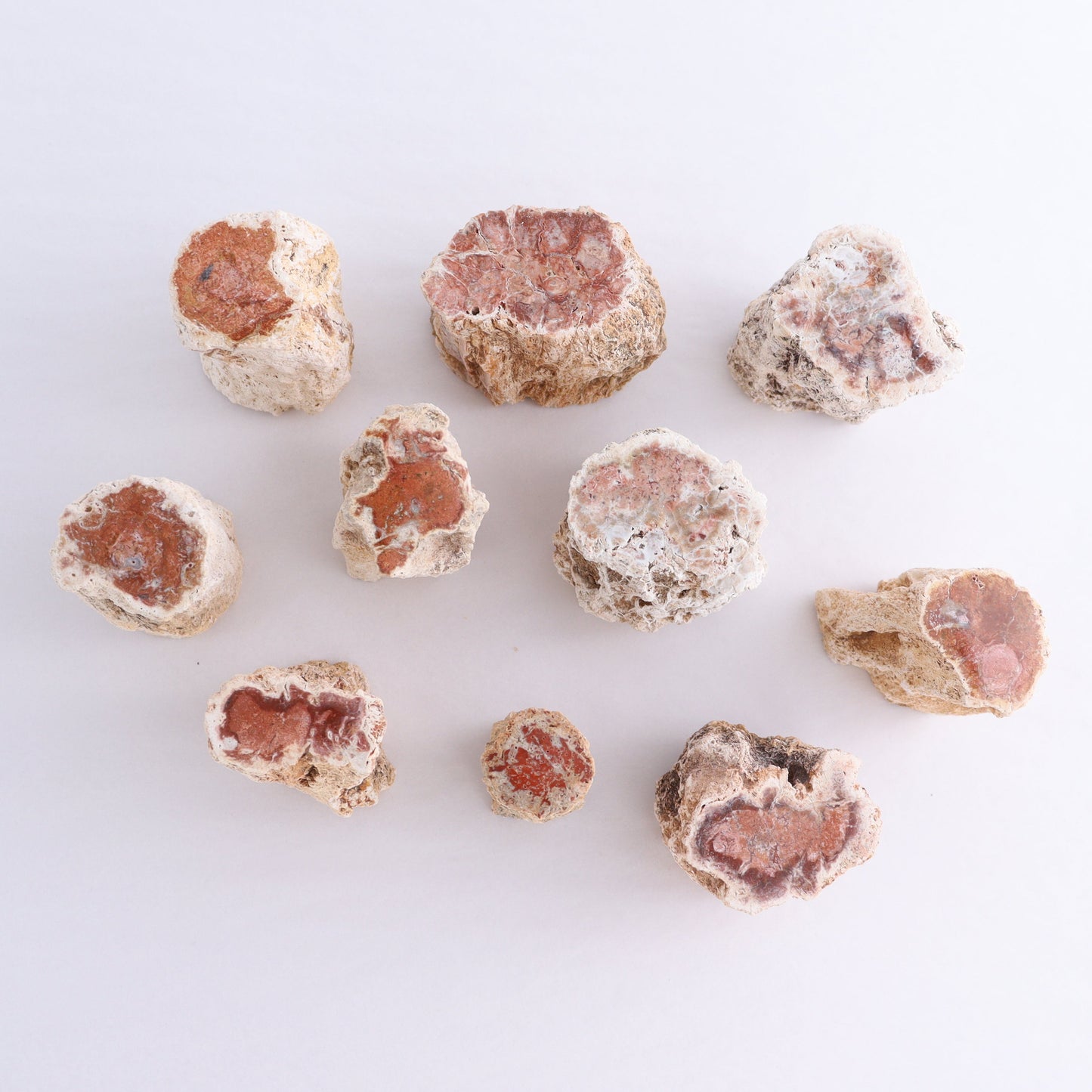 Petrified Wood Cut Bases Set of 10 - Expert Wholesale and Supplier of Wholesale Crystals & Bulk Gemstones, ["Cut Base","Petrified Wood"]
