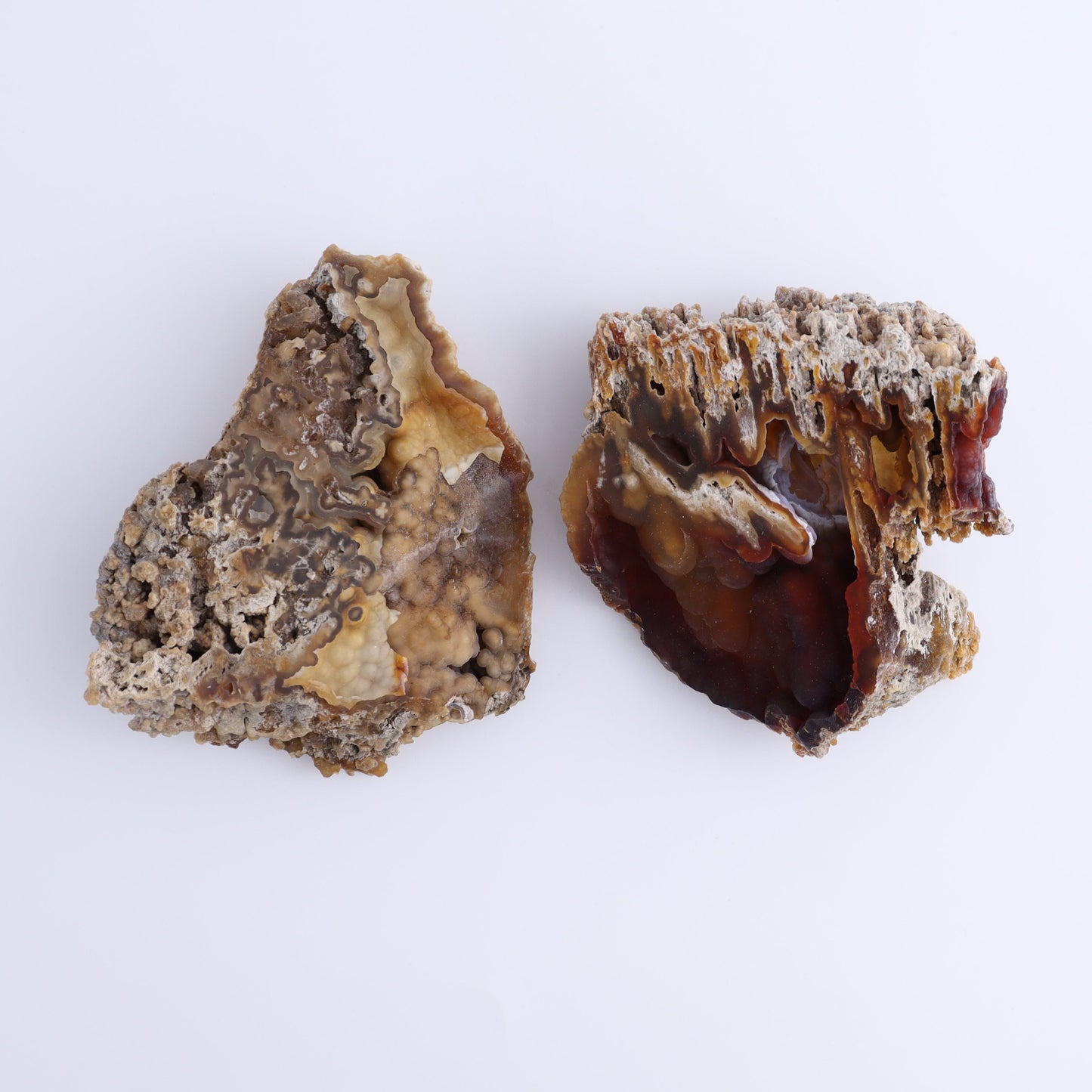 Agatized Coral Flat - Expert Wholesale and Supplier of Wholesale Crystals & Bulk Gemstones, ["Agate","Agatized Coral","Coral","United States"]