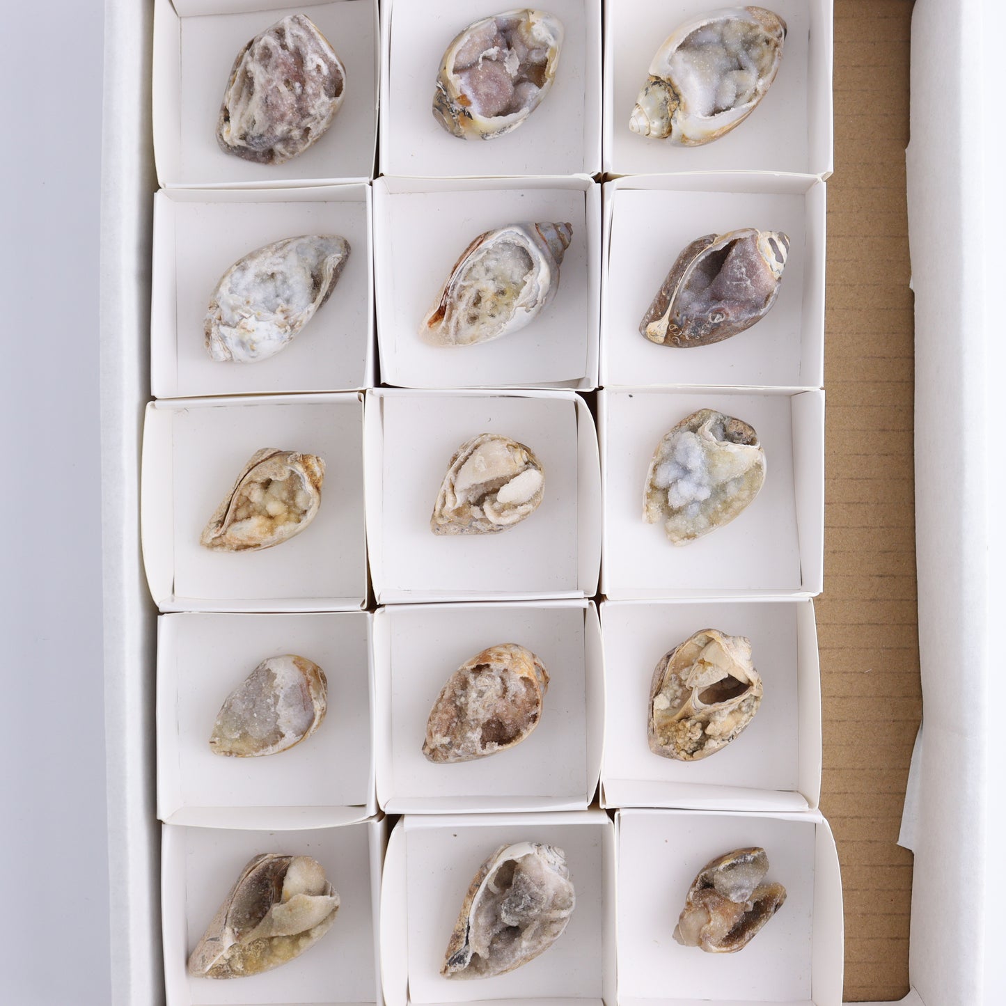 Mixed Shells Flat of 15 - Expert Wholesale and Supplier of Wholesale Crystals & Bulk Gemstones, ["Flats","India","shells"]