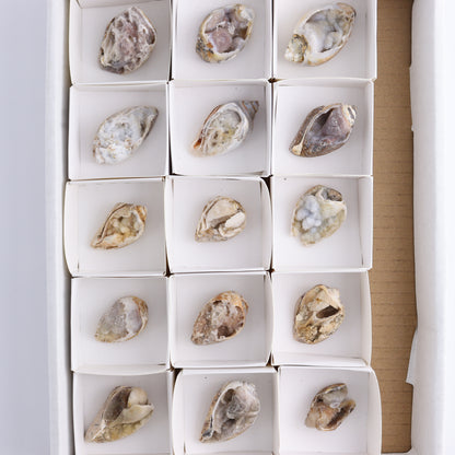Mixed Shells Flat of 15 - Expert Wholesale and Supplier of Wholesale Crystals & Bulk Gemstones, ["Flats","India","shells"]