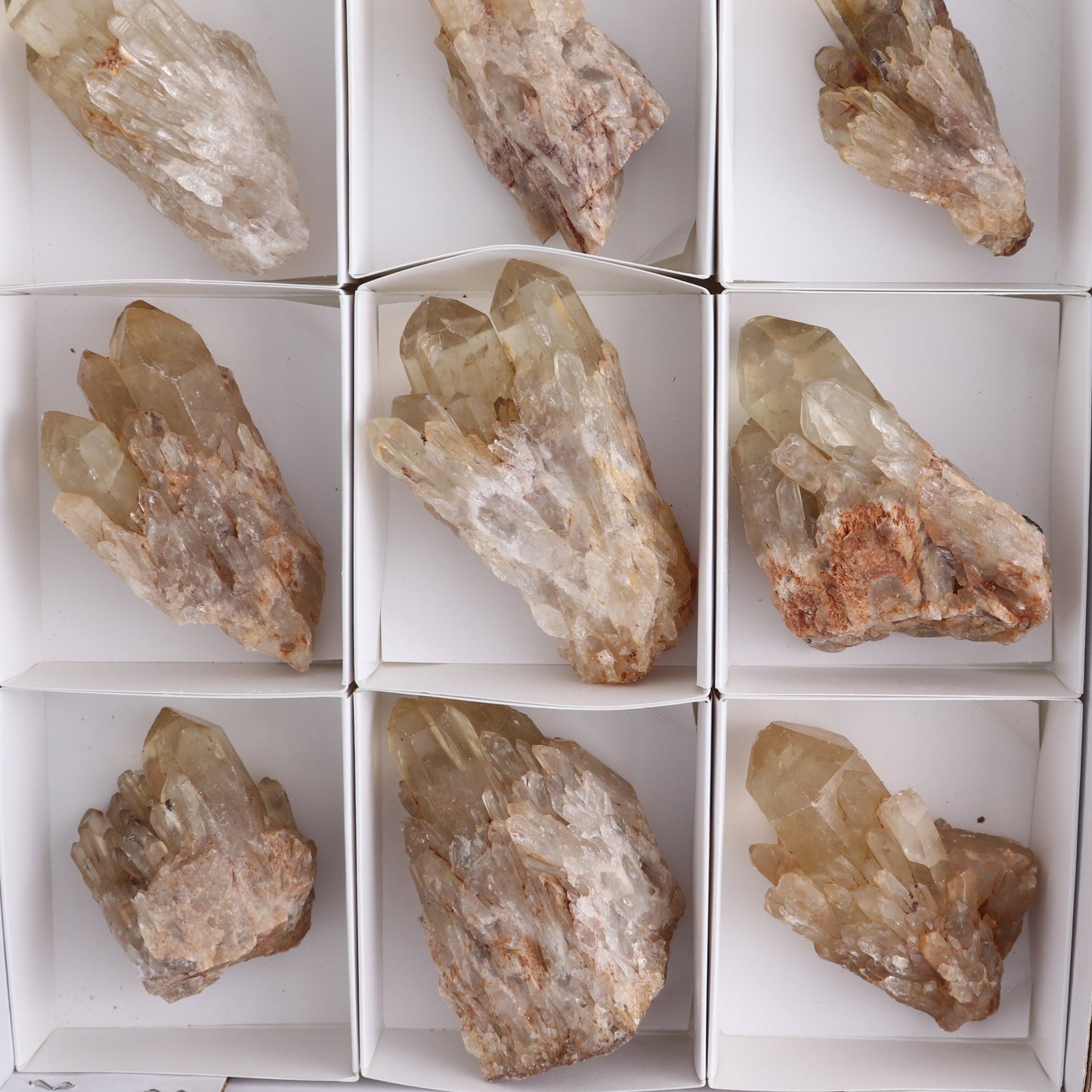 Congo Citrine Set of 12