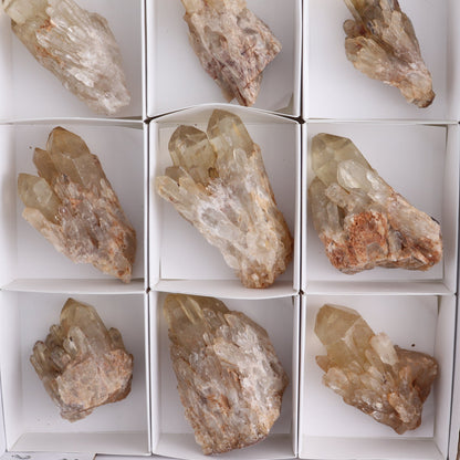 Congo Citrine Set of 12