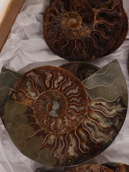 Ammonite Pairs Set of 4