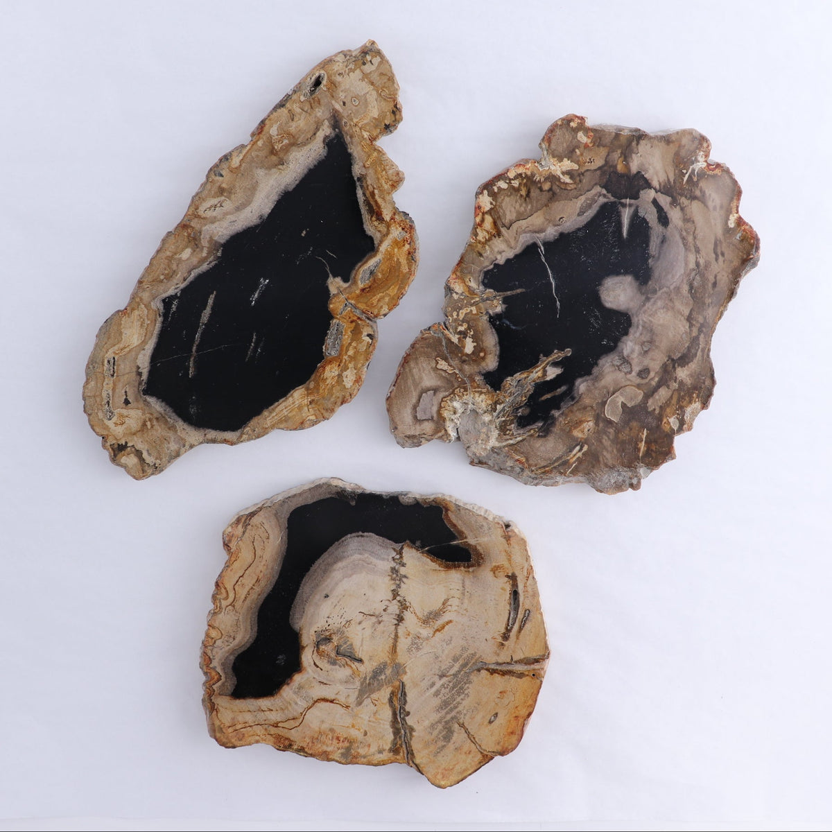 Petrified Wood Slices & Slabs Set of 3