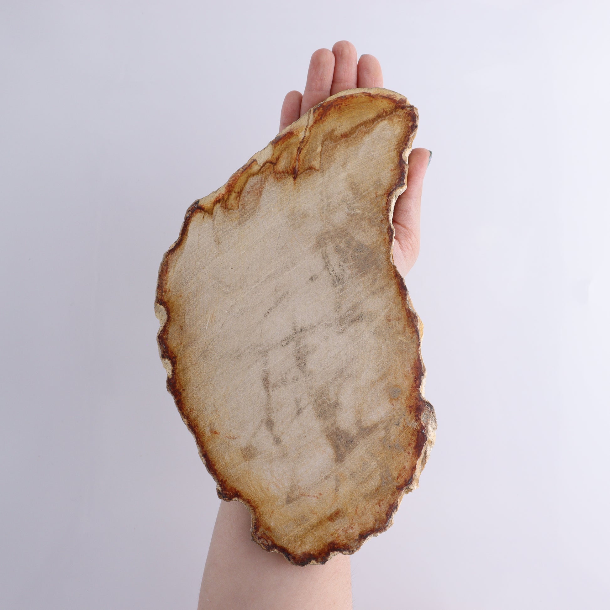 Petrified Wood Slices & Slabs Set of 3 - Expert Wholesale and Supplier of Wholesale Crystals & Bulk Gemstones, ["Freeforms","Indonesia","Petrified Wood","Slices and Slabs"]