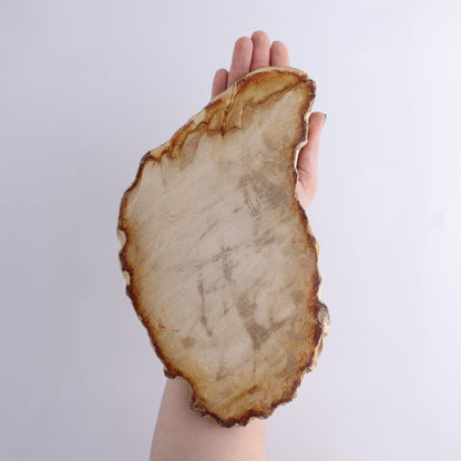 Petrified Wood Slices & Slabs Set of 3 - Expert Wholesale and Supplier of Wholesale Crystals & Bulk Gemstones, ["Freeforms","Indonesia","Petrified Wood","Slices and Slabs"]