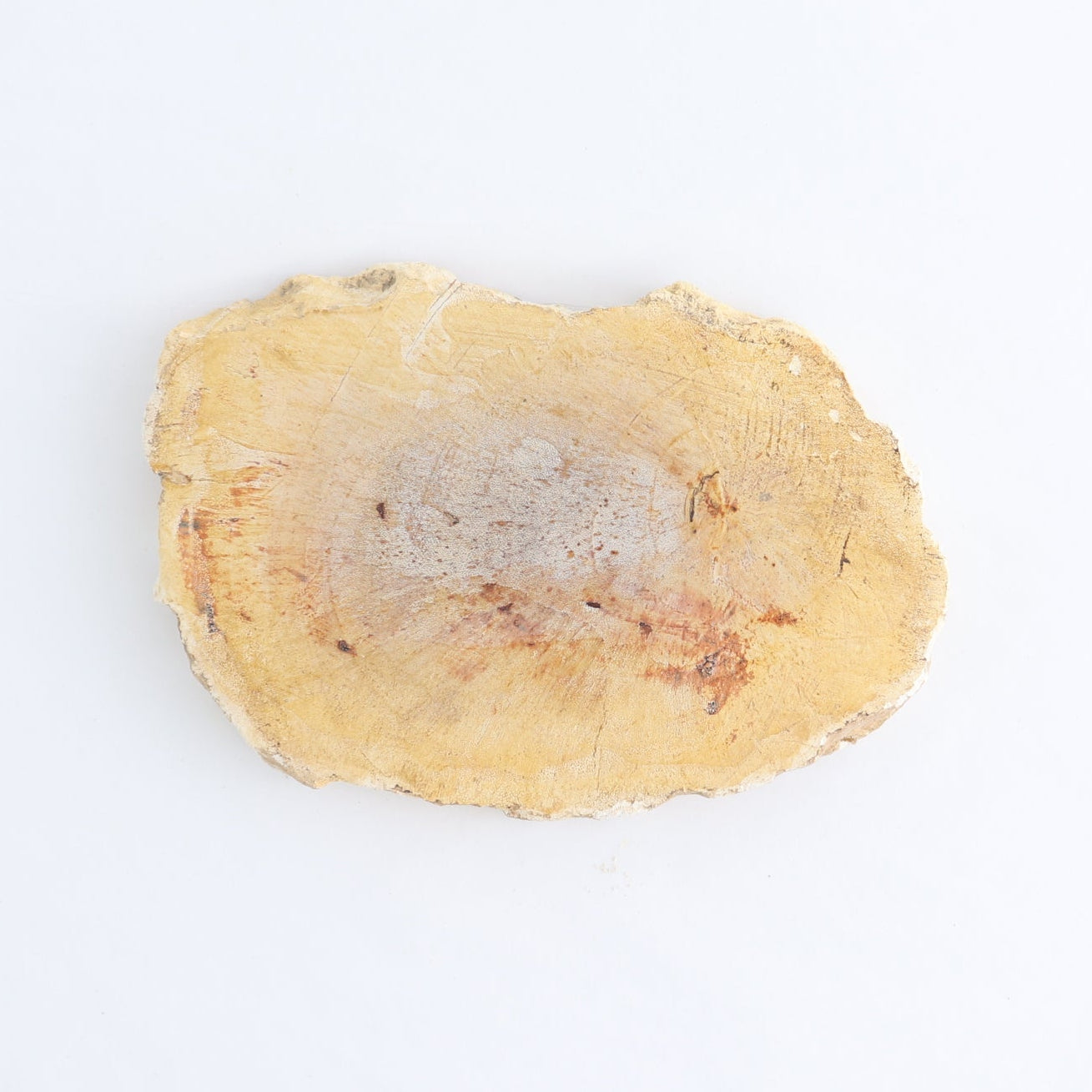 Petrified Wood Slices & Slabs Set of 4