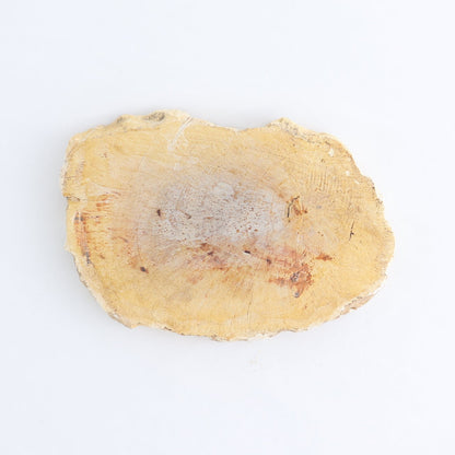 Petrified Wood Slices & Slabs Set of 4