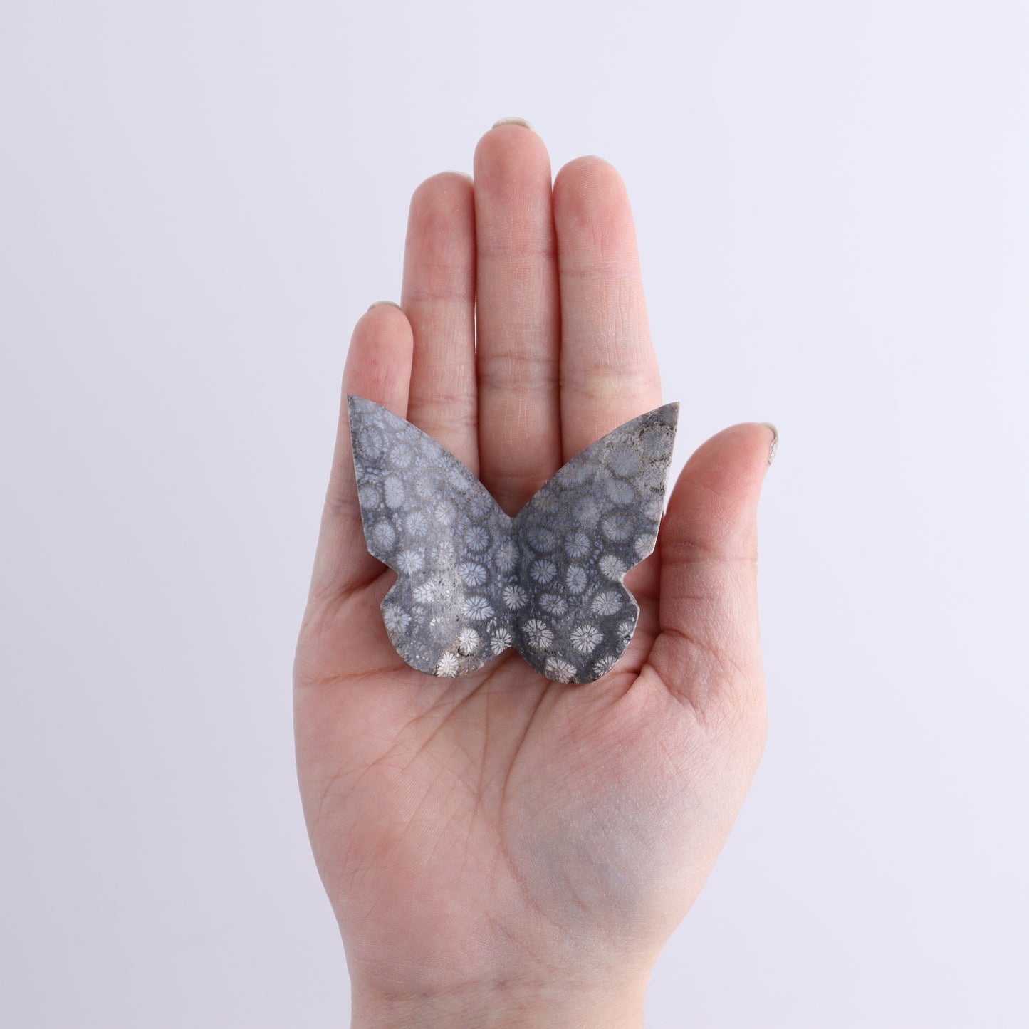 One Fossil Coral Butterfly - Expert Wholesale and Supplier of Wholesale Crystals & Bulk Gemstones, ["Butterflies","Butterfly","fossil coral"]