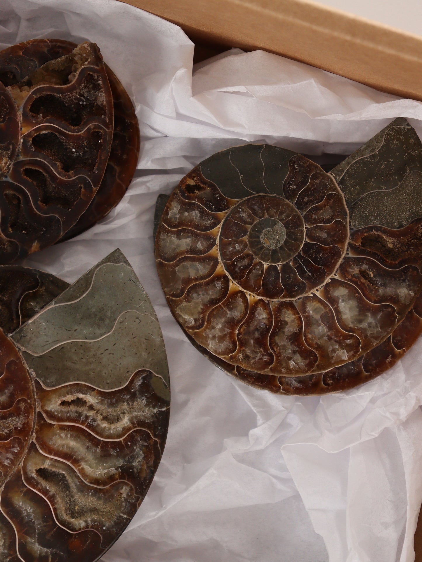 Ammonite Pairs Set of 4