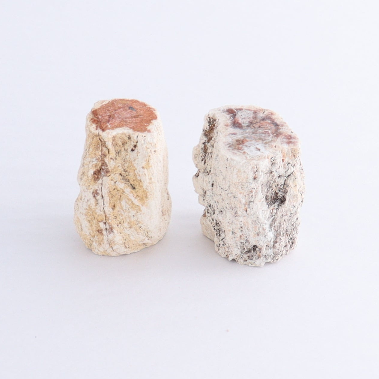 Petrified Wood Cut Bases Set of 10 - Expert Wholesale and Supplier of Wholesale Crystals & Bulk Gemstones, ["Cut Base","Petrified Wood"]