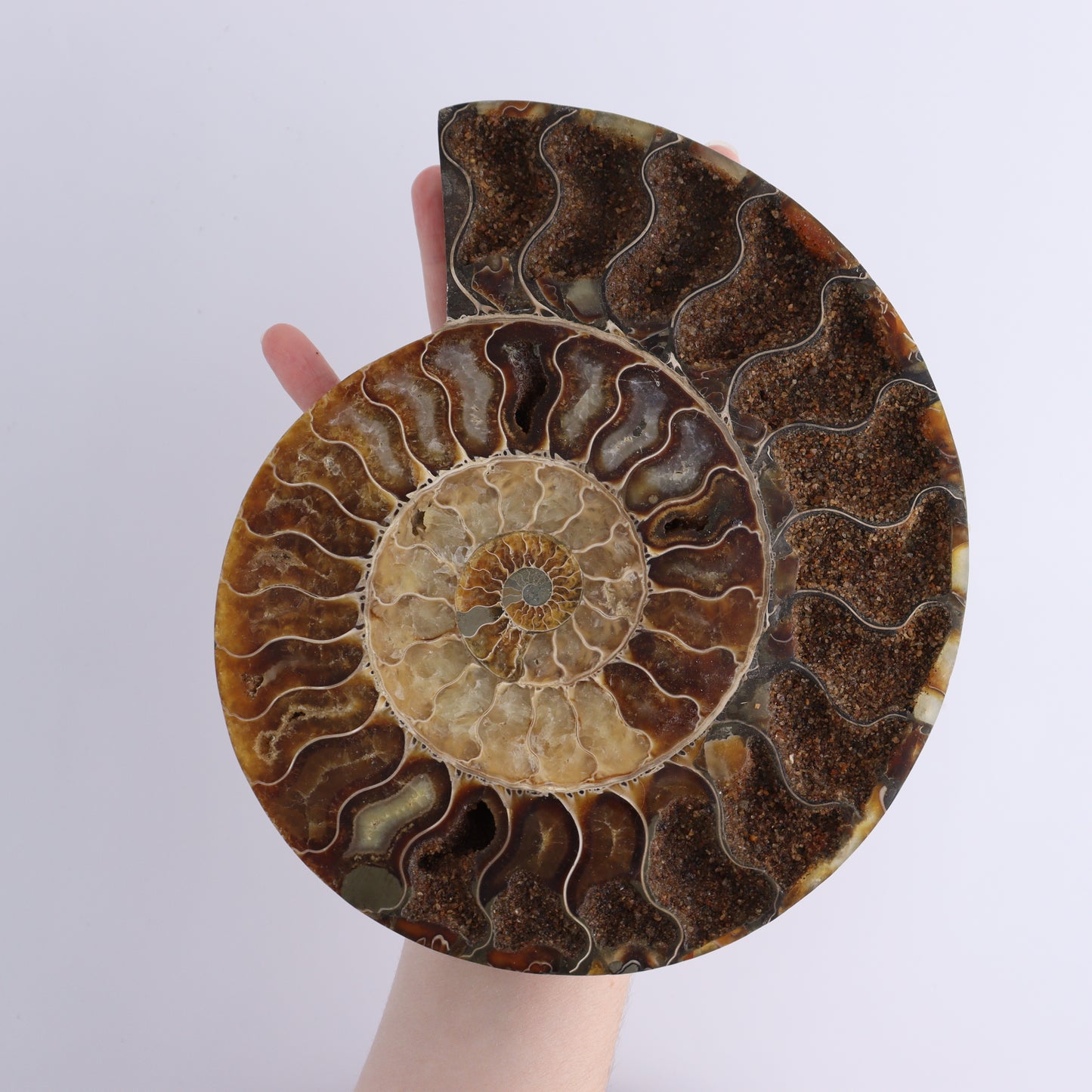 Ammonite Pair - Expert Wholesale and Supplier of Wholesale Crystals & Bulk Gemstones, ["Ammonite","close_30","Madagascar","shells"]