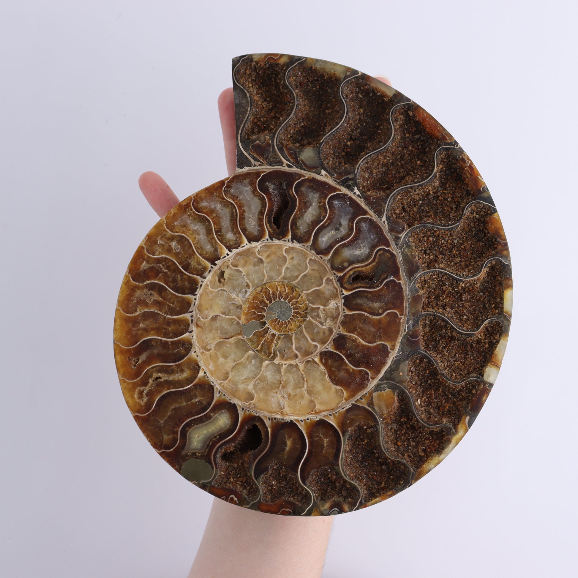 Ammonite Pair - Expert Wholesale and Supplier of Wholesale Crystals & Bulk Gemstones, ["Ammonite","close_30","Madagascar","shells"]