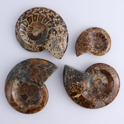 Ammonite Bowls Set of 4 - Expert Wholesale and Supplier of Wholesale Crystals & Bulk Gemstones, ["Ammonite","close_30","Madagascar","shells"]