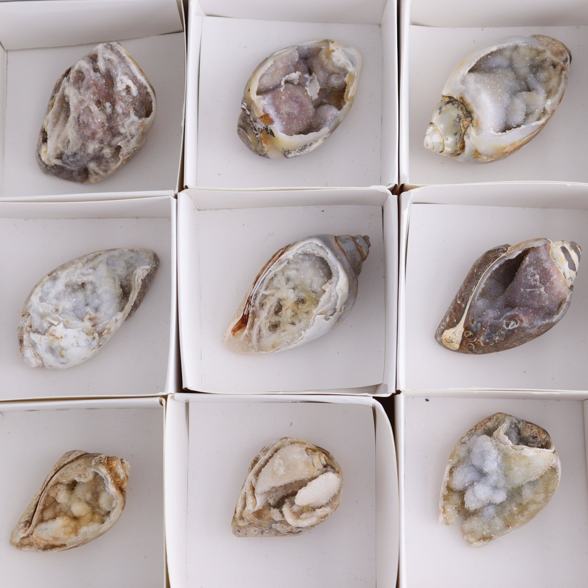 Mixed Shells Flat of 15 - Expert Wholesale and Supplier of Wholesale Crystals & Bulk Gemstones, ["Flats","India","shells"]