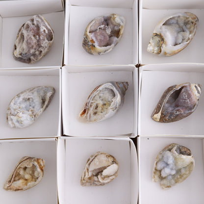 Mixed Shells Flat of 15 - Expert Wholesale and Supplier of Wholesale Crystals & Bulk Gemstones, ["Flats","India","shells"]